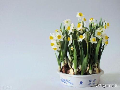 水仙花爆料视频大全最新,揭秘娱乐圈幕后真相 第3张 水仙花爆料视频大全最新,揭秘娱乐圈幕后真相 第3张