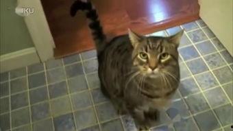 娱乐吃瓜君七七猫咪,娱乐吃瓜君的萌宠日常  第2张